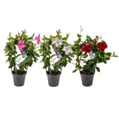 Karışık Tüplü Çiçekli Mandevilla Fidanı (20-40 cm) 2 Adet