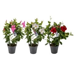 Karışık Tüplü Çiçekli Mandevilla Fidanı (20-40 cm) 5 Adet