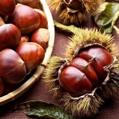Tüplü Bursa Şeker Osmanoğlu Kestane Fidanı