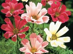 Kozmos (Cosmos) Denizi Kabukları Çiçeği Tohumu(30 tohum)