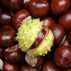 Tüplü Kemer İri Meyveli Kestane Fidanı