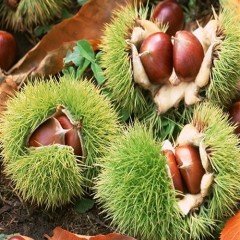 Tüplü Hacı Ömer Aşılı Sert Kabuklu Kestane Fidanı