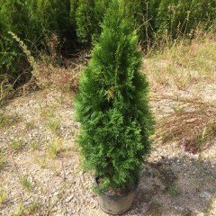 Tüplü Batı Mazısı Fidanı (60-80cm)