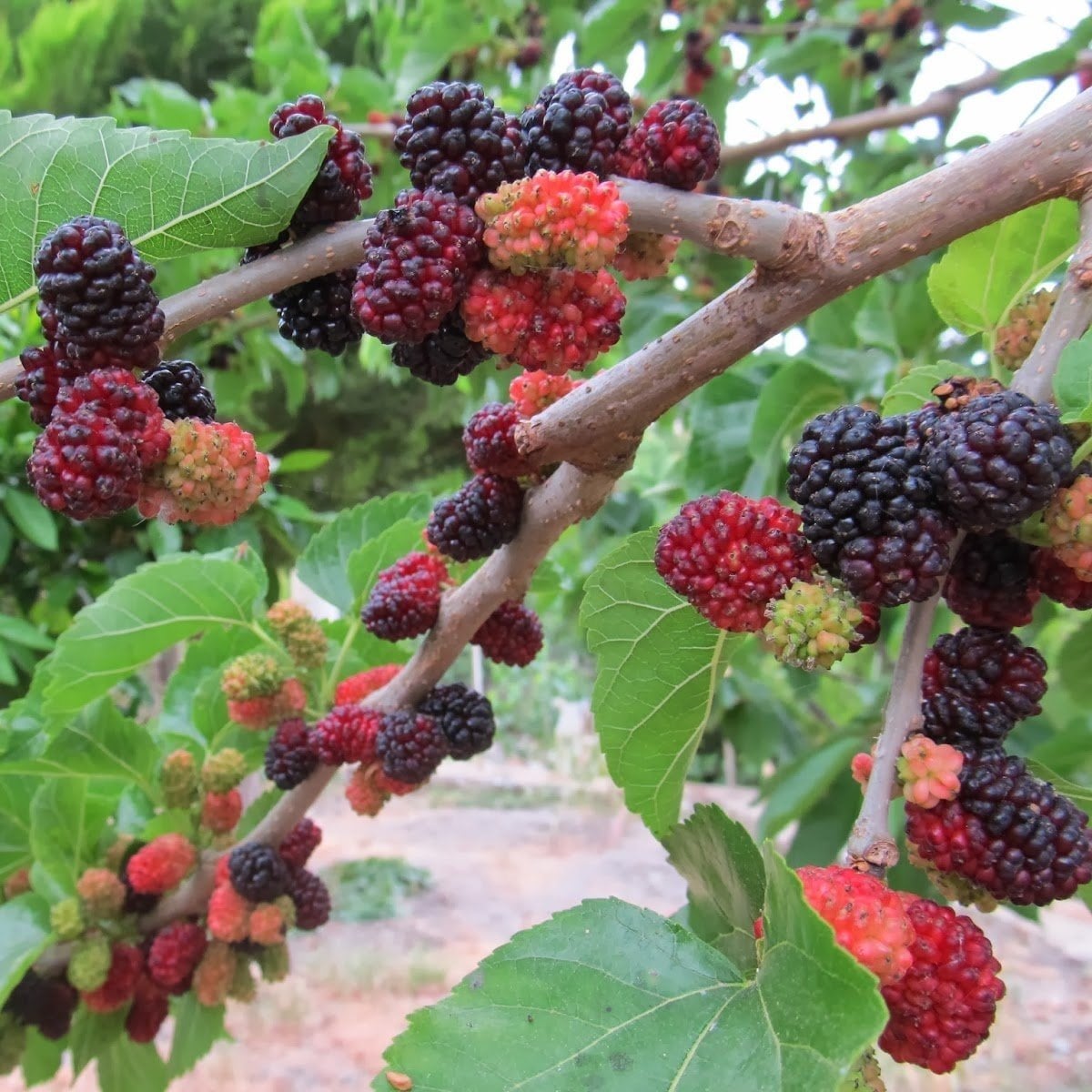 Tüplü Ekşi Kara Dut Fidanı (60-100 cm)