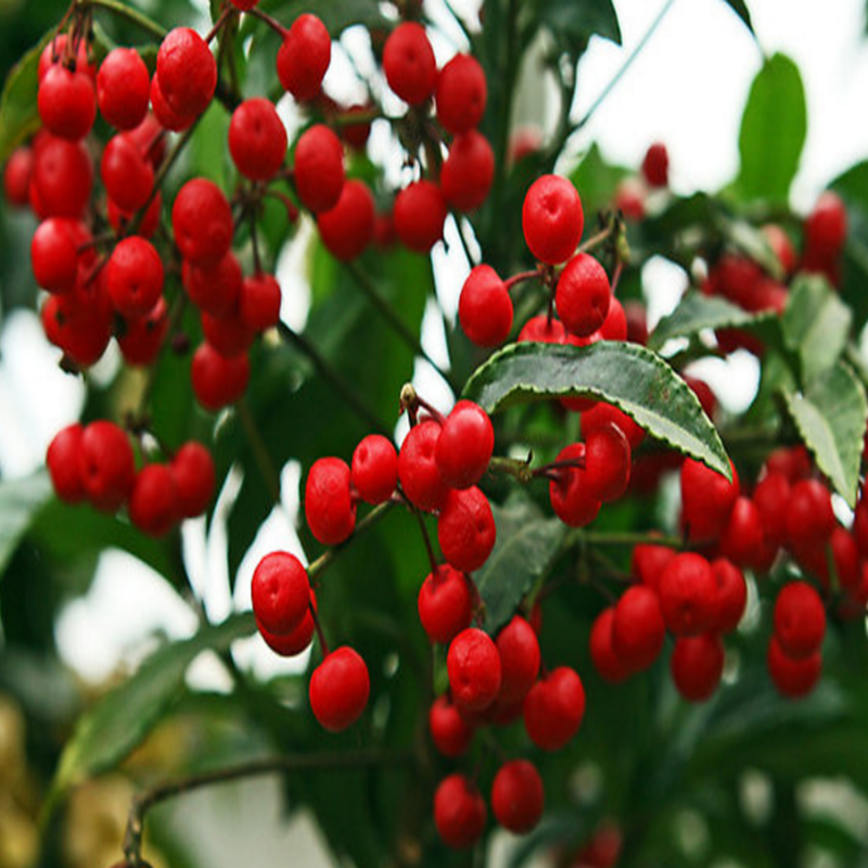 Coralberry Tohumu (5 tohum)