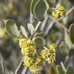 Jojoba Fidanı(1 Dişi+1 Erkek)