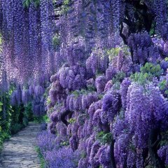 Tüplü Özel Ürün Yoğun Kokulu Wisteria Sinensis Mor Salkım Fidanı (100-200 cm)