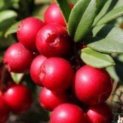 Turna Yemişi (Cranberry) Fidanı(10-20 cm) 5 Adet