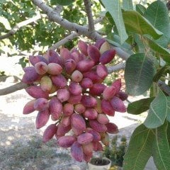 Tüplü Aşılı Dişi Antep Fıstığı Fidanı