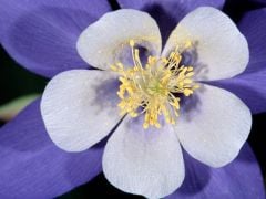 Blue Star Haseki Küpesi Tohumu (100 Tohum)