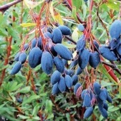 Doğal Karamuk (Diken Üzümü) Ağacı Fidanı
