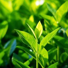 Tüplü Siyah Karadeniz Çay Fidanı