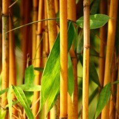 Sarı Bambu Fidanı (Bambusa Phyllostachys Aurea)(20-40 cm)