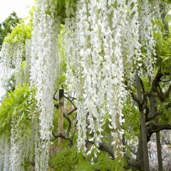Tüplü Yoğun Kokulu Wisteria Floribunda Alba Beyaz Mor Salkım Fidanı