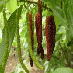 Tüplü Şah Dut Fidanı