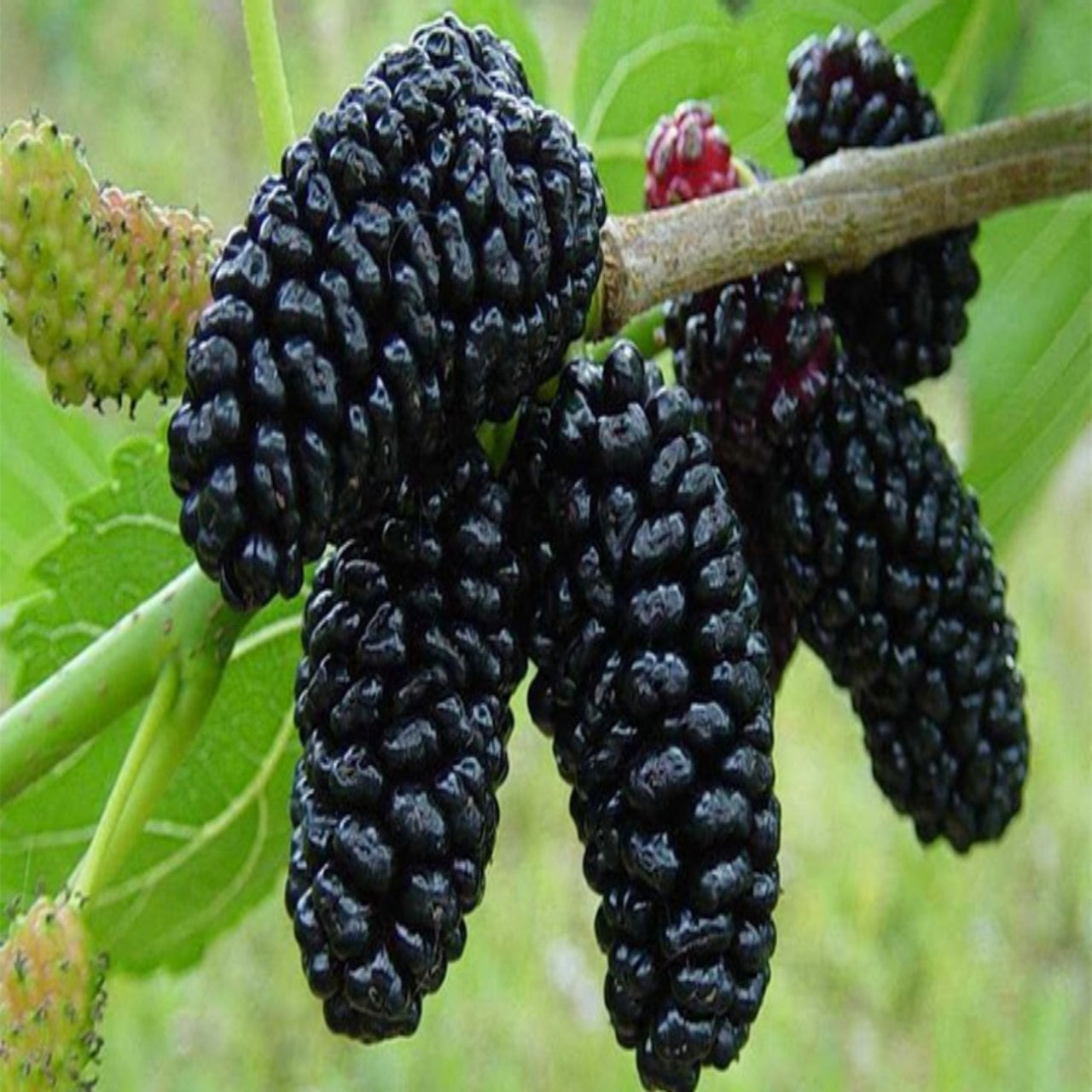 Tüplü Yediveren Siyah Avustralya Dut Fidanı