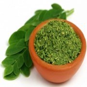 Tüplü Moringa Yaşam Ağacı Fidanı (200-300 cm)
