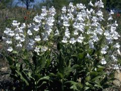 Kuğu Beyazı Penstemon Çiçeği Tohumu (200 tohum)