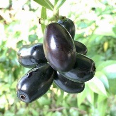 Tüplü Herdem Yeşil Jambolan Eriği Fidanı