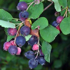 Tüplü Haziran Çileği (Saskatoon Berry) Fidanı