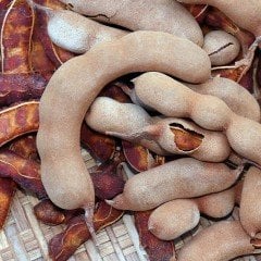 Tüplü Demirhindi (Tamarind) Fidanı