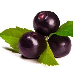 Tüplü Acai Berry Fidanı