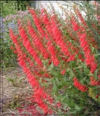 Kırmızı Renkli Penstemon Çiçeği Tohumu (50 tohum)