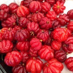Surinam Cherry Fidanı
