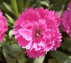 Çin Pembesi Dianthus Çiçeği Tohumu (50 tohum)