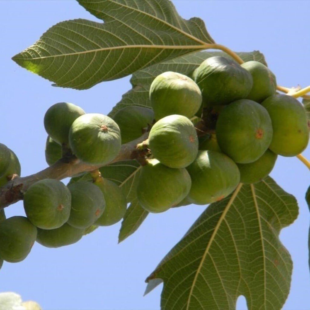 Tüplü Hamza Erkek İlek İncir Fidanı