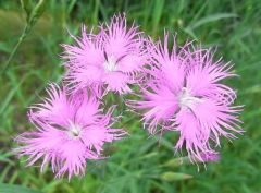 Püsküllü Pembe Dianthus Çiçeği Tohumu (50 adet)