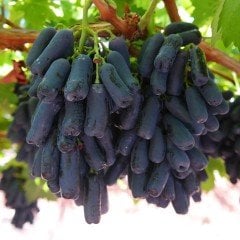 Ender Bulunan Tüplü Black Parmak Üzüm Fidanı