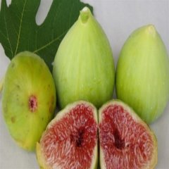 Tüplü Nazilli(Sarı Zeybek)  İncir Fidanı