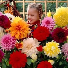 Aynı Sene Çiçek Açan Dev Çiçekli Mixed Dahlia Yumrusu (5 adet)
