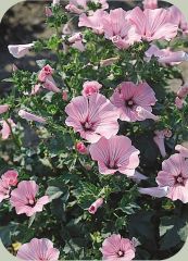 Rosea Mallow Hibiscus Çiçeği Tohumu (10 Tohum)