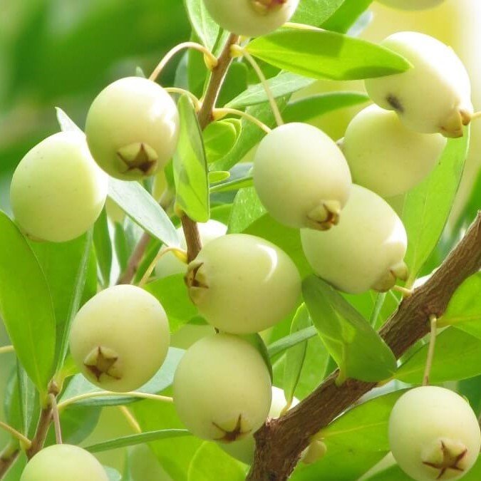 Tüplü Şifalı Verme Durumunda White Yaban Mersini Murt Fidanı