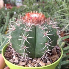 Melocactus Matanzanus Geniş Şapkalı Kafalı Kaktüs Tohumu (20 tohum)