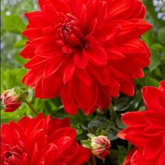 Aynı Sene Çiçek Açan Dev Çiçekli Red Neo Dahlia Yumrusu (1 adet)