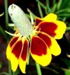 Kırmızı Sarı Bodur Ratibida Çiçeği Tohumu (100 tohum)