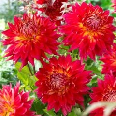 Aynı Sene Çiçek Açan Dev Çiçekli M. Island Dahlia Yumrusu (1 adet)