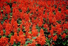 Kırmızı Renkli Scarlet Sage Adaçayı Tohumu (80 tohum)