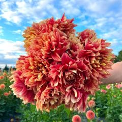 Aynı Sene Çiçek Açan Dev Çiçekli Dazzling Sun Dahlia Yumrusu (1 adet)