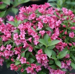 Tüplü Weigela(Vangelya) Gelin Tacı Ağacı Fidanı