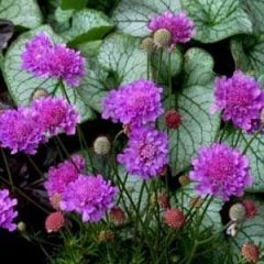 Lila Renkli Scabiosa Çiçeği (Uyuz Otu) Tohumu(20 tohum)