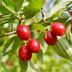 Tüplü Küçük Meyveli Anadolu Kırmızı Kızılcık Fidanı