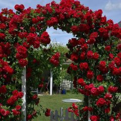Tüplü Kokulu Kırmızı Red Beauty Yediveren Sarmaşık Gül Fidanı 5 yaş (120-160 Cm)
