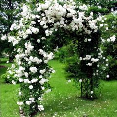 Tüplü Kokulu Yediveren Bride Crown Beyaz Sarmaşık Gül Fidanı(120-200 CM)