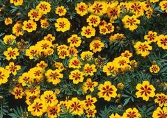 Sarı Kırmızı Tagetes Çiçeği Tohumu (50 adet)