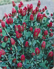Red Love Trifolium Çiçeği Tohumu (50 tohum)