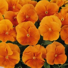 Turuncu Cornuta Perfection Menekşe Çiçeği Tohumu(100 tohum)